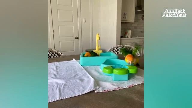 The FUNNIEST Pet Videos of 2023! ? _ BEST Compilation смотреть онлайн