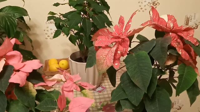 Рождественская звезда смотреть онлайн