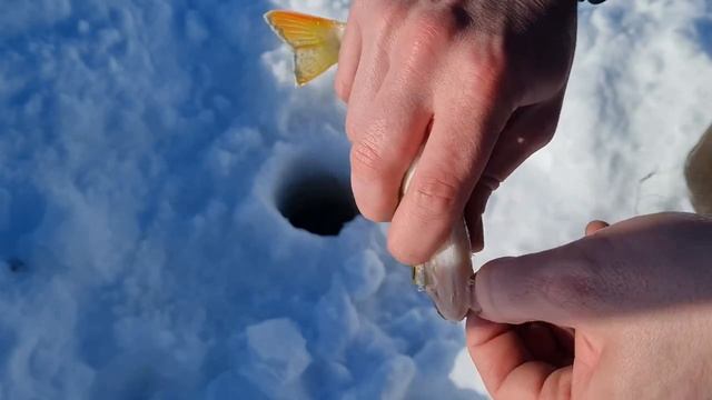 Зимний окунь. Рыбалка на далеком таежном озере. Зимняя рыбалка в Туруханском районе. Окунь на сало
