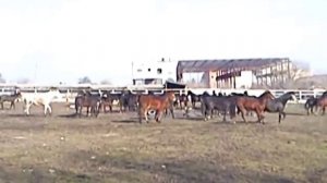 Орловские и русские рысаки. Продажа.