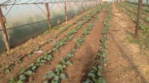 Выращивание капусты брокколи в Теплицах на новый год