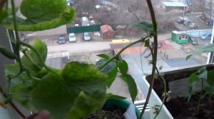 огурец "Дюймовочка"- суперсорт для окна/урожай огурцов в апреле/огород на окне