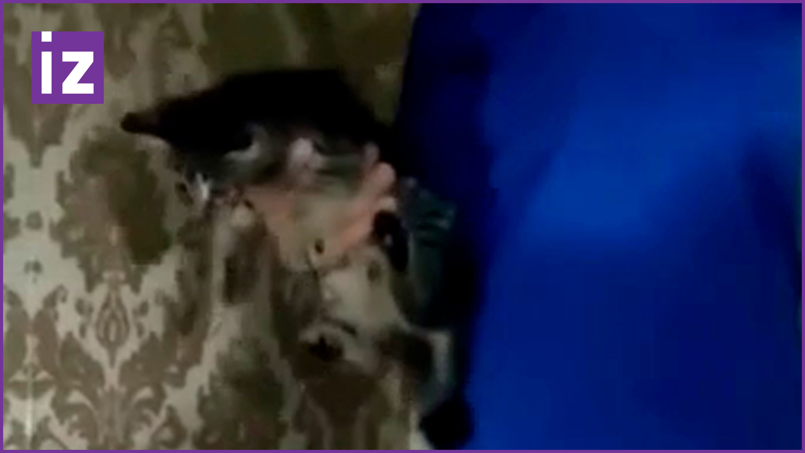 Спасатели вытащили котенка, застрявшего в вентиляционной шахте в Дагестане / Известия