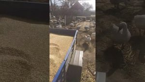 Чем я кормлю своих гусей . ячменем