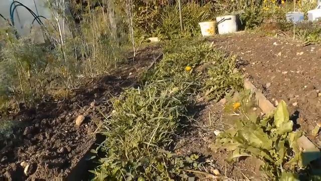 Трава между грядок. Мой способ борьбы с помощью соли. смотреть онлайн