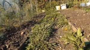 Трава между грядок. Мой способ борьбы с помощью соли.