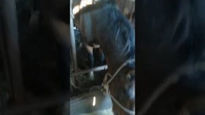 Откорм лошадей 2020год