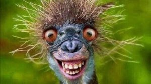 Смешные животные .
Жизнь забавных домашних и диких животных.