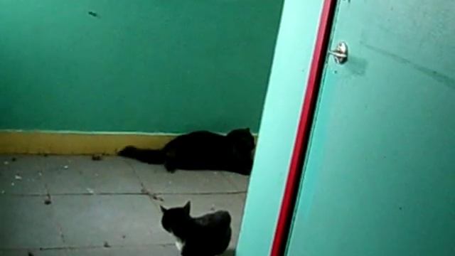 Драка котов из-за кошки. смотреть онлайн