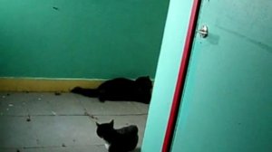 Драка котов из-за кошки.