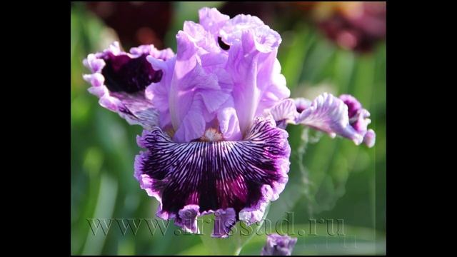 #CaptainThunderbolt CAPTAIN THUNDERBOLT Ирисы Липатова Н смотреть онлайн