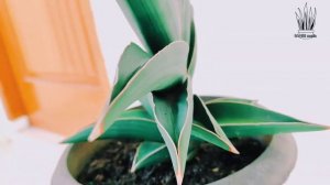 Sansevieria Samurai Dwarf (SD)