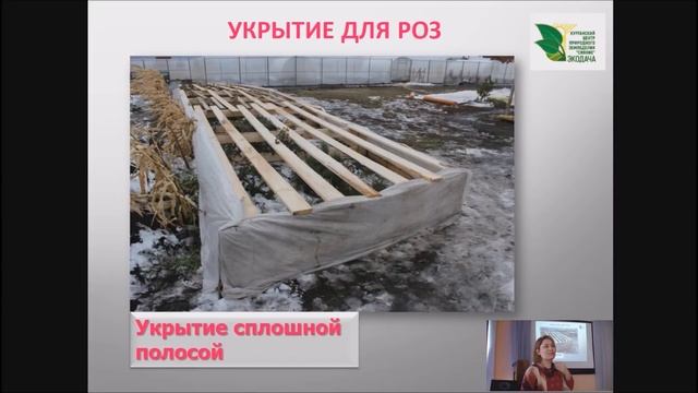 Скорая помощь розам весной                                  #выращиваниероз