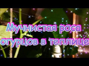 Мучнистая роса огурцов в теплице Gnomvolga