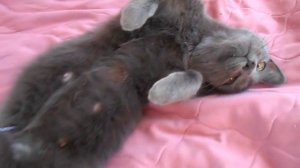 Кошка Лана.