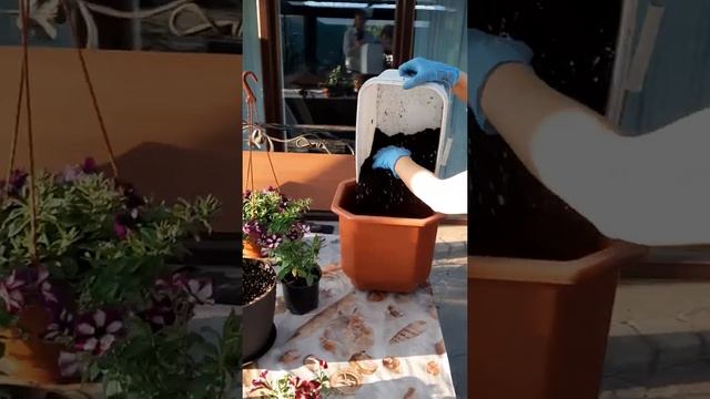 Тонкости посадки петуний в кашпо смотреть онлайн