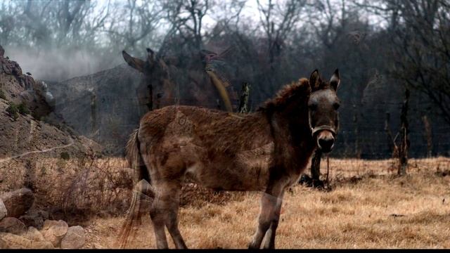 Родственники ли осел и лошадь? смотреть онлайн