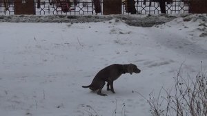 Обучение и натаска легавых собак. Серия 5 - Формирование первых охотничьих навыков
