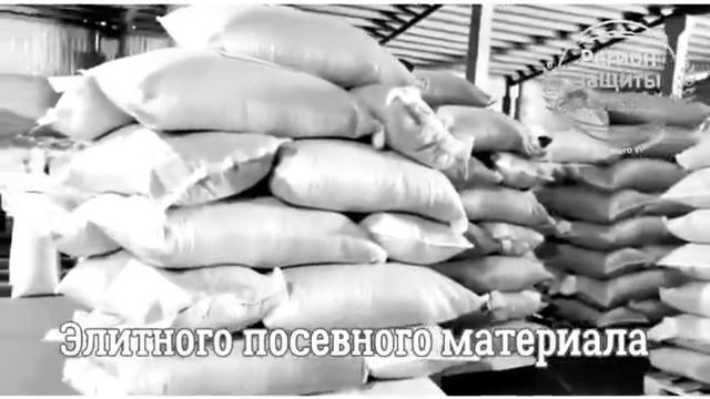 Семена гибриды подсолнечника ? Регион Защиты Растений