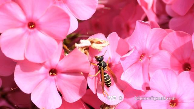 Wasp on pink phlox flowers смотреть онлайн