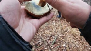 Грибы в октябре, море грибов,польские и маслята  Лучшая грибалка за 6 лет в Харькове