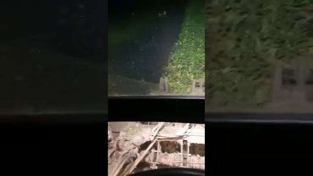 Уборка сахарной свеклы 2021.Курская область смотреть онлайн