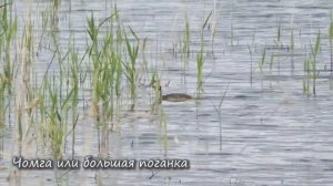 Птицы Самарской Венеции