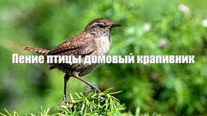 Звук природы. Птица Домовый крапивник в лесу