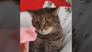 Пугливые коты , кот испугался цветка
