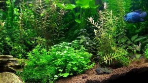 #музыка#сон#релакс#relax#aquarium Нежный и крепкий глубокий сон, успокоение нервной системы!Релакс!