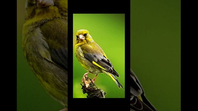 Весна. Звук пения птицы Зеленушка на опушке леса.