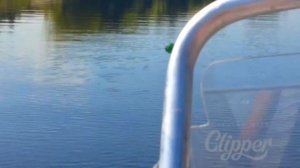 Обзор на катер Wyatboat 430 DC