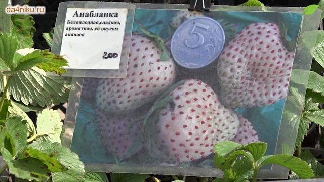 Как правильно выбрать сорта клубники?