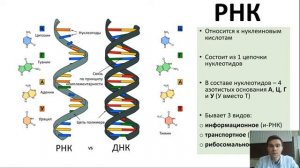 ДНК, РНК для МАН
