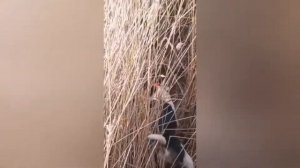 охота на кабана в  Казахстане Атырау