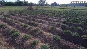 Окучивание и мульчирование картошки.