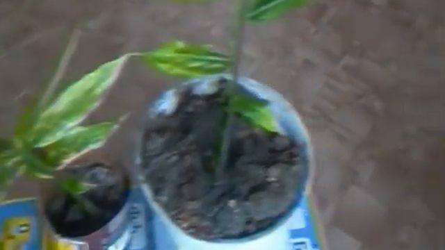 Выращивание имбиря 3 смотреть онлайн