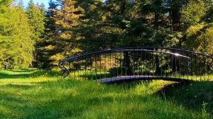 Красивое пение птиц в лесу . Звуки природы , звуки леса