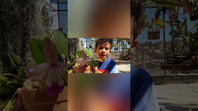 CATTLEYA intermédia como cuidar🥰🥰 смотреть онлайн