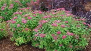 30 Sekunden mit Proven Winners® Spiraea Double Play® Red (DE)