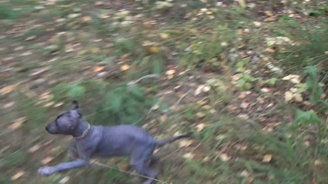 ксолоитцкуинтли ксоло Xoloitzcuintli, Xoloitzcuintle, Xoloitzquintle,