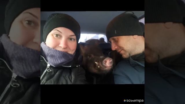 Минипиг Феня едет домой .