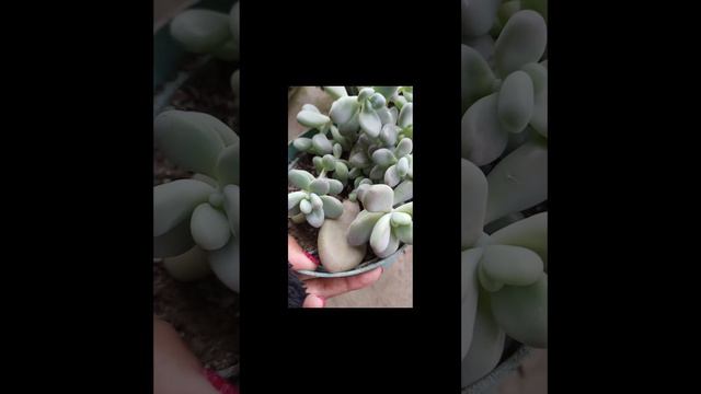 #short Graptopetalum amethystinum❤️❤️❤️ #suculentas #plantas #succulents смотреть онлайн