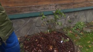 Как обрезать ежевику осенью? Лучшая формировка куста - веером!