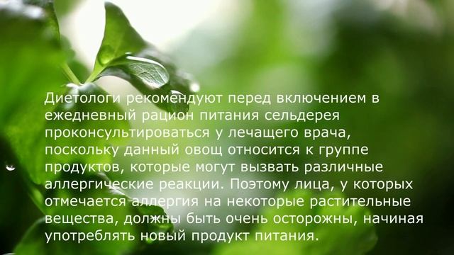 Сельдерей для похудения Низкокалорийный Снижает Аппетит