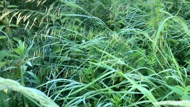 Relax of nature. Позитив природы и её звуков. Лето.Луг.Роса.