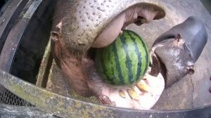 カバのスイカまるごとタイム Hippo's watermelon ASMR