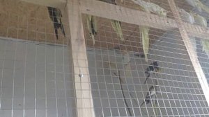Сколько птенцов в гнезде у кореллы? Считаем вместе.
