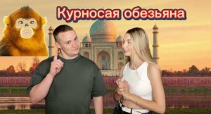 Милая курносая обезьяна