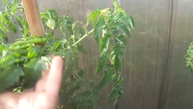 ПОРАЗИТЕЛЬНАЯ ВЫНОСЛИВОСТЬ ТОМАТА ПЕТРУША ОГОРОДНИК. Ольга Чернова. смотреть онлайн